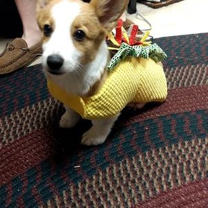 Medium taco dog or cat halloween costume